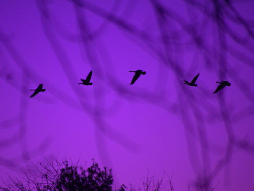 photo credit: joiseyshowaa <a href="http://www.flickr.com/photos/30201239@N00/10942999734">Dusk Flight of the geese</a> via <a href="http://photopin.com">photopin</a> <a href="https://creativecommons.org/licenses/by-sa/2.0/">(license)</a>
