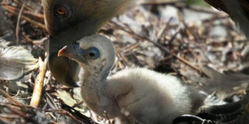 The vulture chick was cared for in a zoo in Amsterdam by its gay dads.