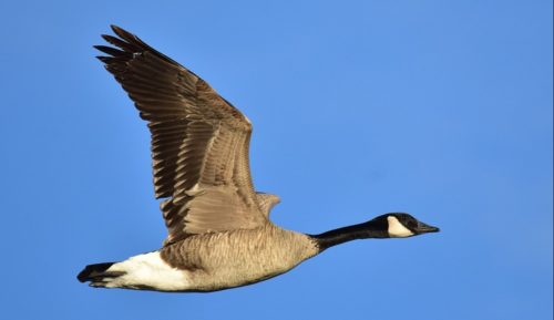 canada-goose