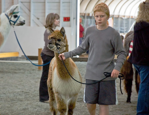 An unidentified teen showing his alpaca at Skagit County Fair on August 13, 2009 in Mt Vernon, WA. An unidentified teen showing his alpaca at Skagit County Fair on August 13, 2009 in Mt Vernon, WA.