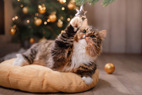 Merry Christmas! Merry Christmas!