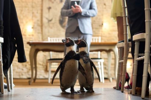 Ferrari and Pringle greet their well-wishers after sharing their first "kiss" as a married couple Ferrari and Pringle greet their well-wishers after sharing their first "kiss" as a married couple