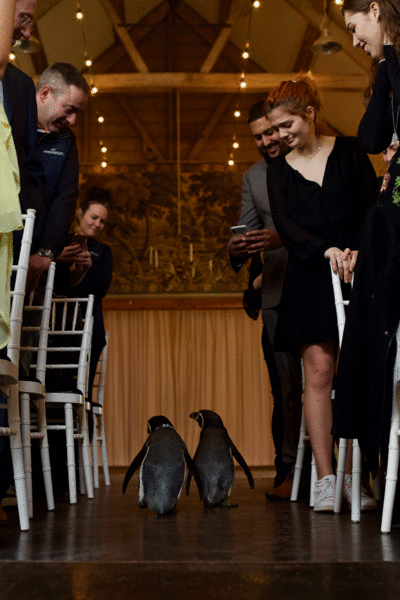 Ferrari and Pringle march down the aisle on the way to the alter