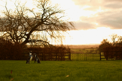 Ferrari and Pringle watch the sunset on their big day