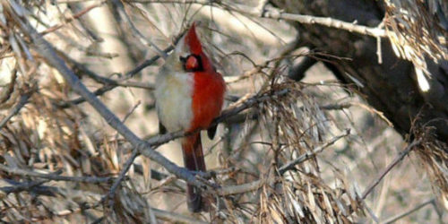 A gynandromorph Cardinal was spotted in Pennsylvania. A gynandromorph Cardinal was spotted in Pennsylvania.