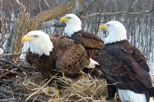 Valor I, Valor II, and Starr are raising three eaglets together in a nest in Illinois near the Mississippi River Valor I, Valor II, and Starr are raising three eaglets together in a nest in Illinois near the Mississippi River