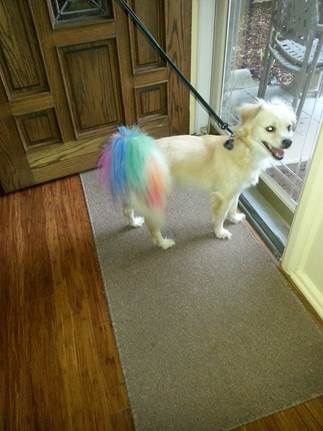 Dianne & Barb DiGregorio's dog Harley, 2011.