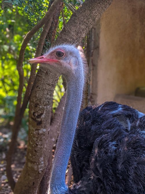 A lonely ostrich at the Zoologico de Vallarta