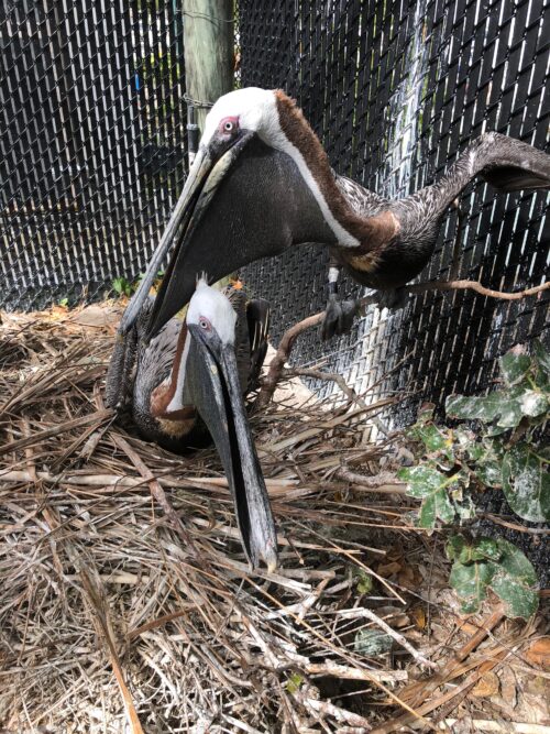 Pepe and Enrique, two Brown Pelicans that are "ambassador" residents at the Pelican Harbor Seabird Station