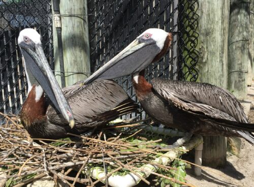 Pepe and Enrique, two Brown Pelicans that are "ambassador" residents at the Pelican Harbor Seabird Station