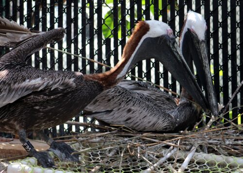 Pepe and Enrique, two Brown Pelicans that are "ambassador" residents at the Pelican Harbor Seabird Station