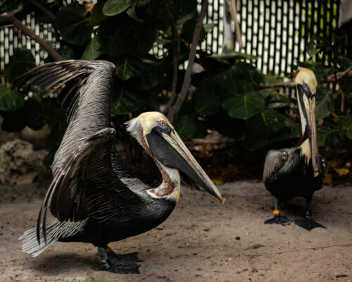 Pepe and Enrique, two Brown Pelicans that are "ambassador" residents at the Pelican Harbor Seabird Station