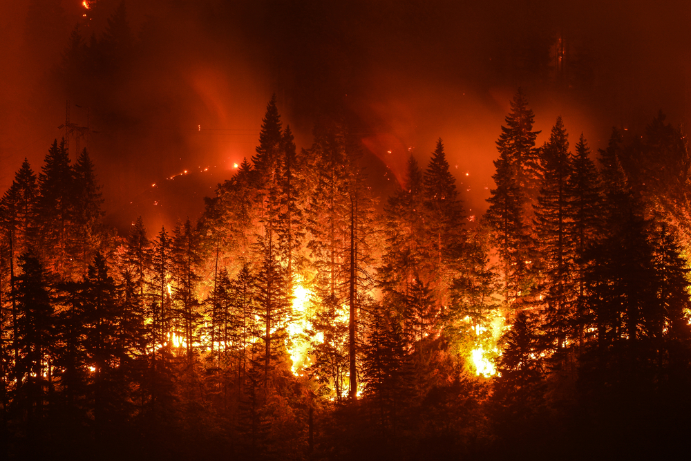 Gender reveal party results in wildfire. The family that started it got off with a $500 fine.