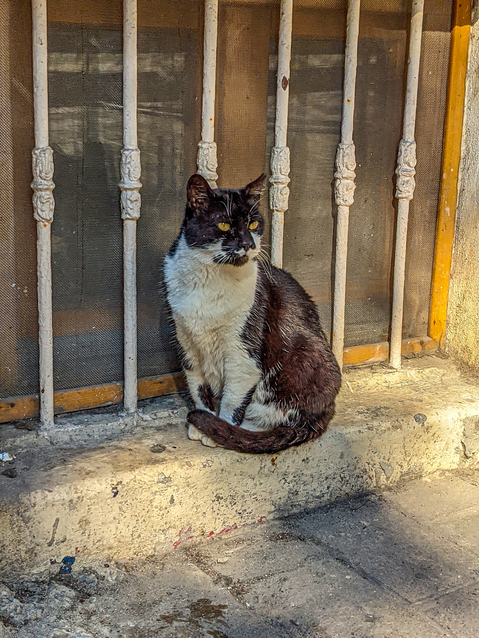 Michael Jensen, cats, Istanbul, gay travel