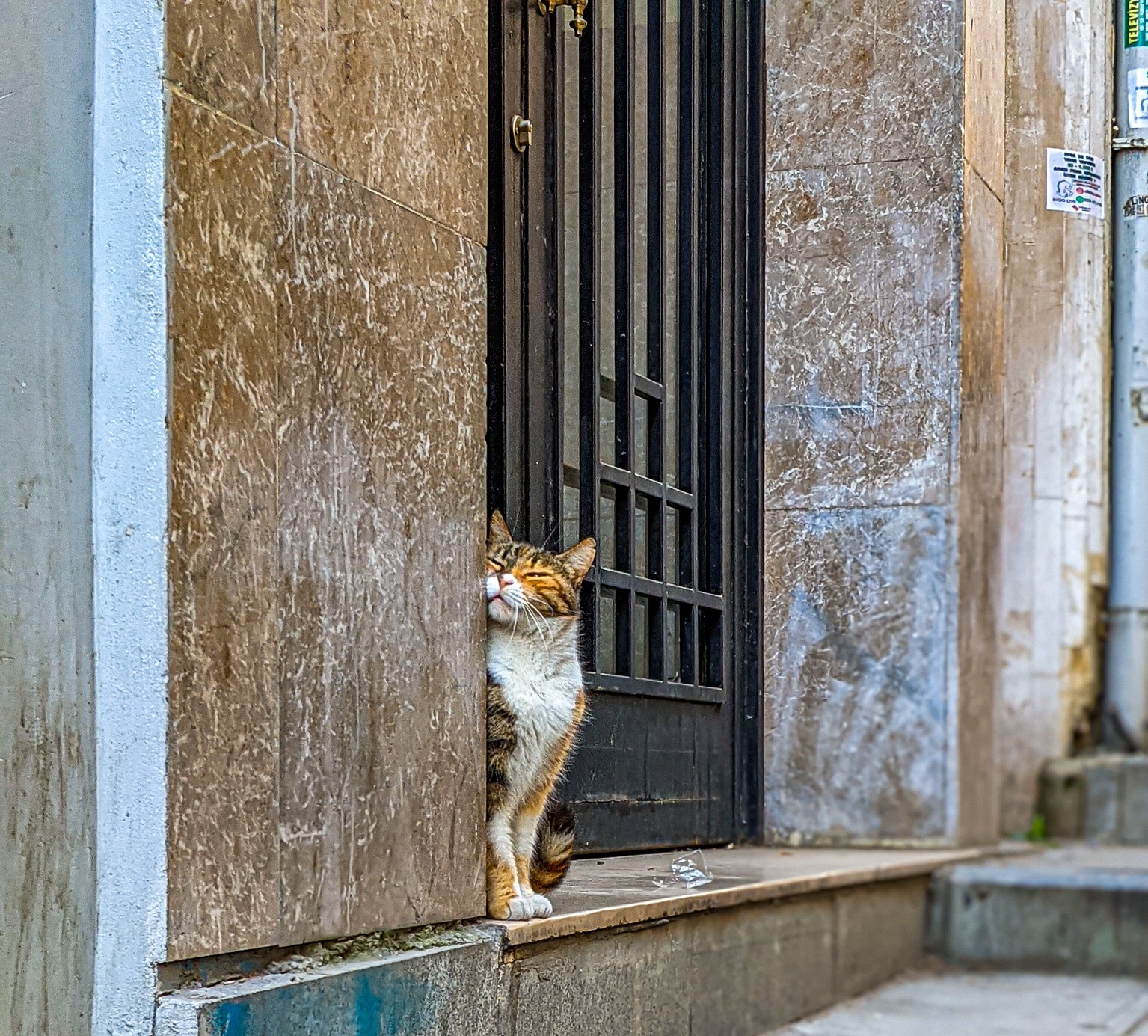 Michael Jensen, cats, Istanbul, gay travel