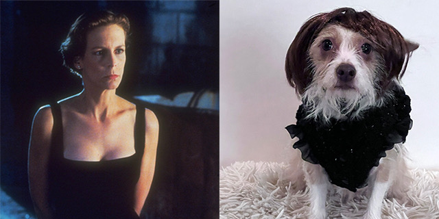 Jamie Lee Curtis/Dog